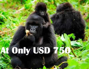 Rwanda Gorilla permits Costs 